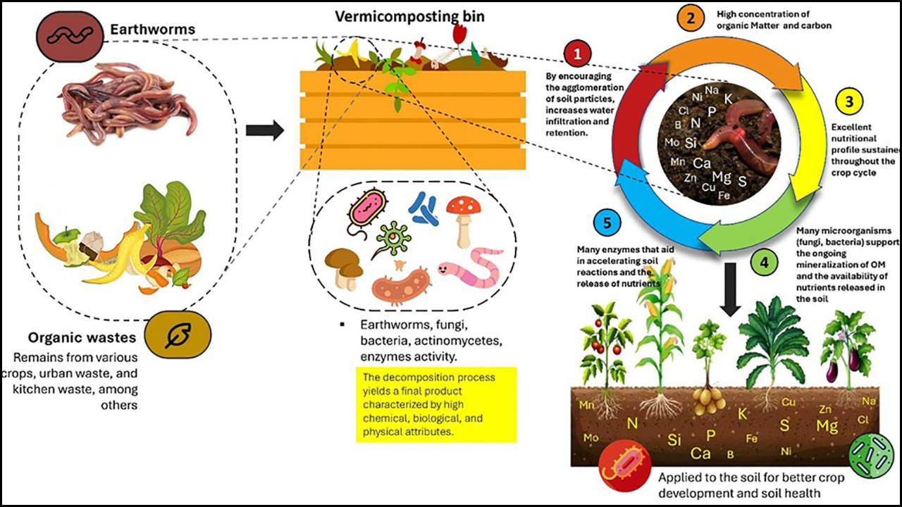 Integrating Organic and Inorganic Fertilizers for Sustainable Crop Yield: A Case Study Modern agriculture faces the dual challenge of maintaining high crop productivity while preserving soil health for future generations. As global food demand rises, farmers and researchers are rethinking traditional fertilizer practices. A promising solution lies in the balanced use of both organic and inorganic fertilizers. This integrated approach enhances soil fertility, boosts yields, and contributes to long-term sustainability. The Need for Integration in Modern Farming For decades, chemical fertilizers have been the mainstay of intensive farming. They supply essential nutrients like nitrogen, phosphorus, and potassium that plants need for rapid growth. However, over-reliance on these inputs often leads to soil degradation, reduced microbial activity, and environmental pollution through runoff. On the other hand, organic fertilizers—such as compost, farmyard manure, or green manure—improve soil structure and increase water retention. Yet, their nutrient release is slower and may not always meet the immediate demands of high-yield crops. Integrating both types of fertilizers helps overcome these limitations, combining the quick nutrient availability of inorganic sources with the long-term soil-building benefits of organic matter. How the Integrated System Works The integrated nutrient management (INM) approach is based on the principle that balanced nutrition supports both the crop and the soil ecosystem. Organic inputs enhance the soil’s capacity to hold nutrients, while inorganic fertilizers ensure that crops receive precise amounts of essential elements during key growth stages. For instance, a farmer might apply organic compost before planting to improve soil texture and microbial life, then supplement with measured doses of mineral fertilizers during growth to ensure steady nutrient supply. Over time, this balance maintains soil fertility, minimizes waste, and improves yield stability, even under challenging conditions like drought or nutrient-poor soils. Case Study: Integrated Fertilizer Use in Cereal Crops A study conducted on maize and rice farms demonstrated that combining 50% organic and 50% inorganic fertilizers significantly improved crop performance. Farmers observed healthier root systems, better nutrient absorption, and higher yields compared to those who relied solely on chemical fertilizers. Soil analysis from the same study showed increased organic carbon content and higher microbial activity, which are key indicators of soil health. Additionally, the practice reduced fertilizer runoff, meaning fewer nutrients were lost to water bodies—a vital step toward reducing agricultural pollution. Benefits Beyond Yield The benefits of integrated fertilizer use go far beyond short-term productivity. Regular application of organic matter increases soil biodiversity and reduces dependence on costly chemical inputs. It also enhances the soil’s resilience to extreme weather, helping farmers maintain production during floods or dry spells. Moreover, integrated management practices align with global sustainability goals, such as those promoted by the Food and Agriculture Organization (FAO). By reducing chemical use and promoting natural soil enrichment, farmers contribute to both food security and environmental protection. Challenges and Considerations While the advantages are clear, implementing an integrated fertilizer system requires knowledge, access to resources, and careful management. Farmers must understand nutrient cycles, soil conditions, and crop needs to determine the correct ratio of organic to inorganic inputs. In some regions, organic materials are scarce or costly to transport. Training and extension services can help bridge this gap by guiding farmers in compost preparation, soil testing, and efficient fertilizer use. Government policies and agricultural research centers can further support this transition by offering subsidies for organic inputs and promoting farmer education. When combined with good irrigation and pest management practices, integrated fertilization becomes part of a larger framework for sustainable farming. Future Directions for Sustainable Agriculture The integration of organic and inorganic fertilizers represents a shift from input-intensive agriculture to knowledge-intensive farming. As climate change alters rainfall patterns and soil fertility, this balanced method ensures stability and adaptability. Ongoing research continues to refine best practices for different crops, climates, and soil types, ensuring that farmers can apply the approach effectively. In the long term, integrated nutrient management contributes not only to higher yields but also to food safety, soil conservation, and ecological balance. It demonstrates that sustainability in agriculture does not mean sacrificing productivity—rather, it means finding harmony between human needs and natural systems. FAQs What is the main advantage of integrating organic and inorganic fertilizers? It enhances both immediate nutrient availability and long-term soil health, leading to sustainable crop yields. How does this approach benefit the environment? It reduces nutrient runoff, prevents soil degradation, and promotes biodiversity in the soil ecosystem. Can integrated fertilization be applied to all crops? Yes, but the ratio of organic to inorganic inputs should be adjusted based on crop type, soil condition, and local climate.