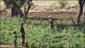 Adoption of Integrated Soil Fertility Management (ISFM) by Smallholder Farmers