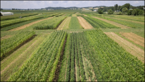 Crop Rotation, Legume Intercropping and Soil Fertility: How Crop Choices Shape Nutrient Cycles