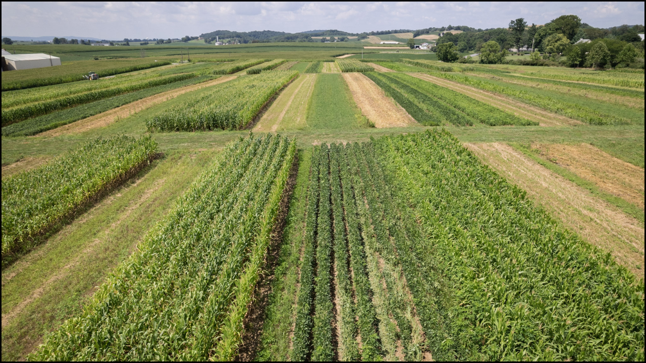 Crop Rotation, Legume Intercropping and Soil Fertility: How Crop Choices Shape Nutrient Cycles