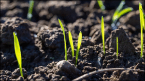 Soil Fertility Decline and the Role of Conservation Practices in Crop Systems