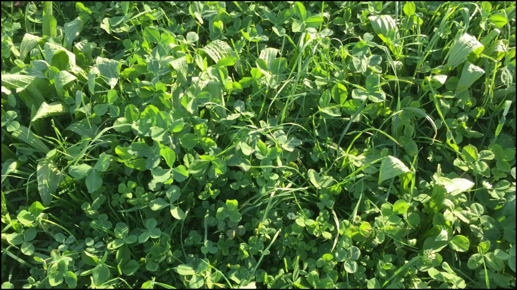 Impact Of Legume-Grass Mixtures On Forage Yield