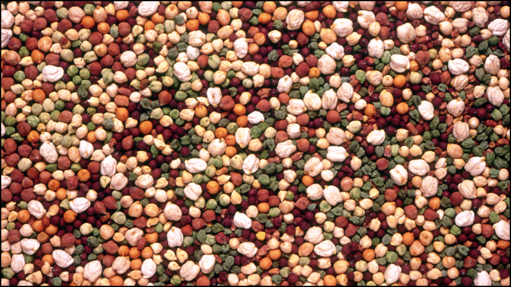 Genetic Diversity In Turkish Chickpea Varieties

