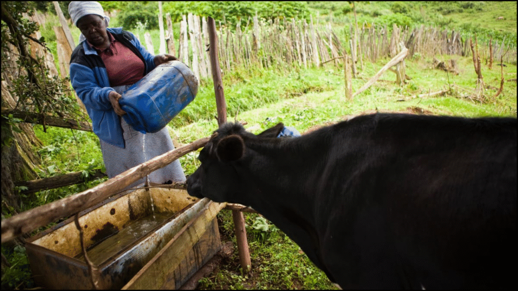 Assessment Of Crop-Livestock Integration Systems