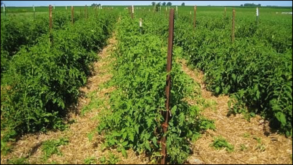 Role of Mulching in Weed Control and Soil Moisture Conservation