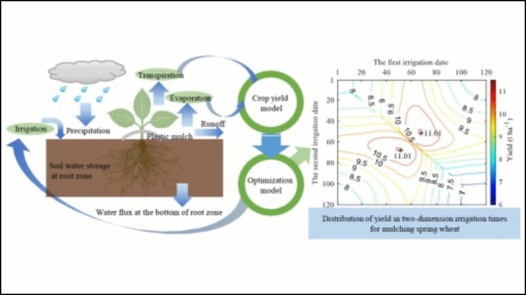 Optimizing Irrigation Practices for Wheat in Semi-Arid Regions